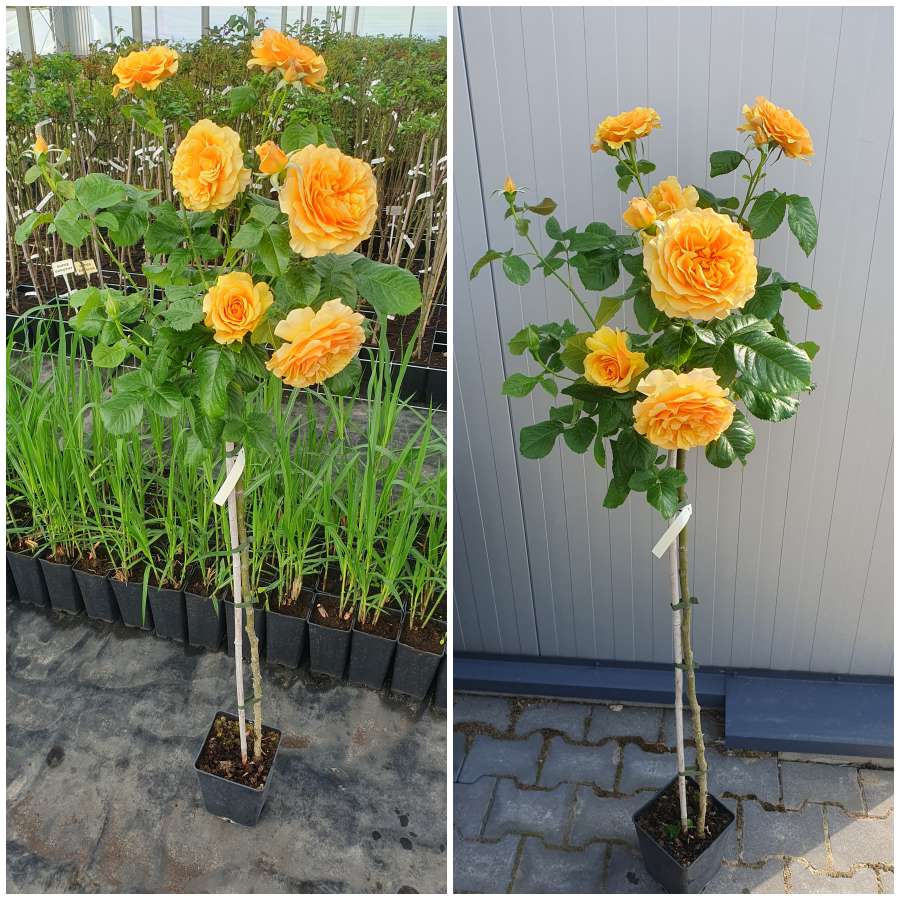 Amber Queen róże pienne